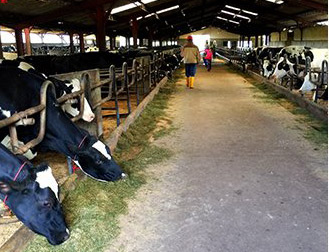 Farm disinfection