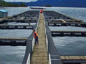 Aquaculture disinfection